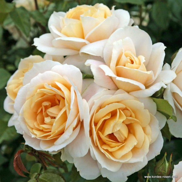 lion-rose